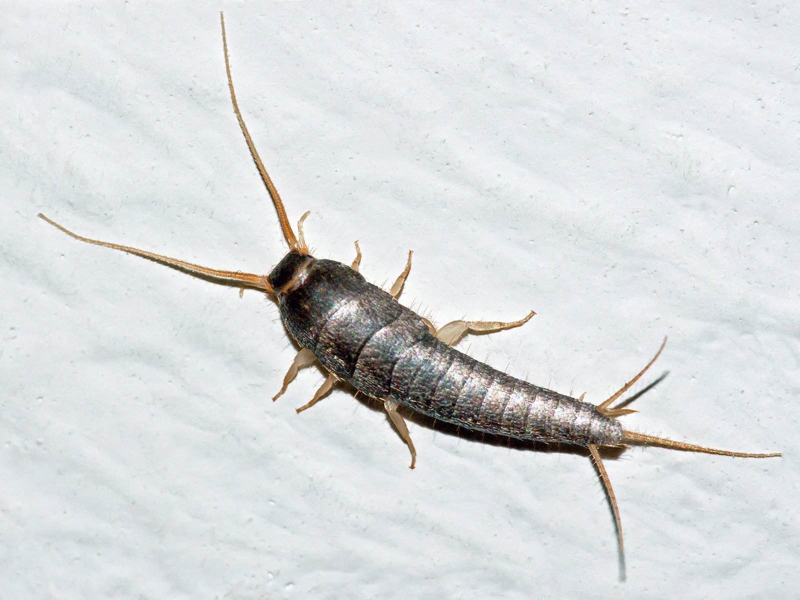 General Pest Control