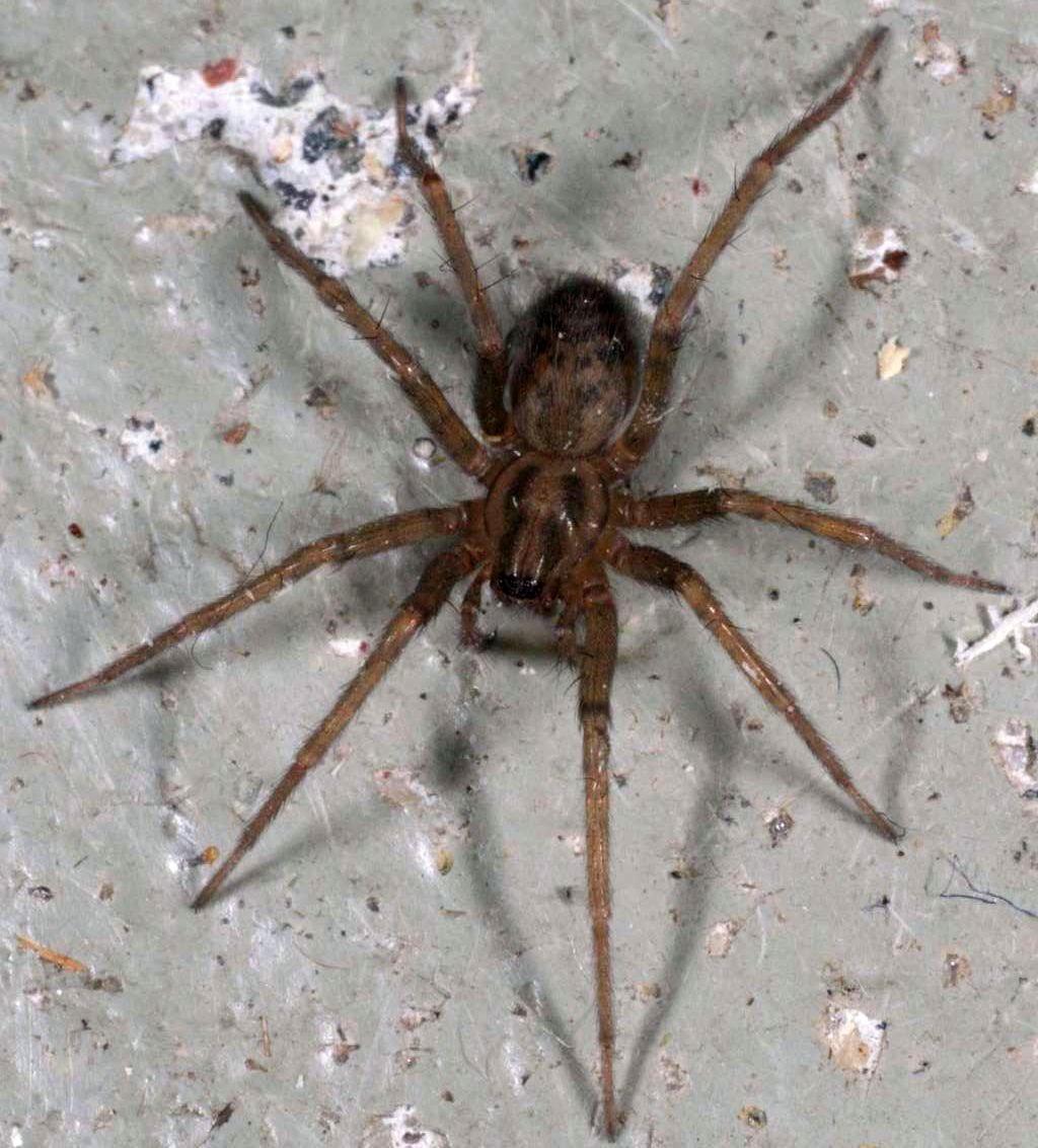 Spider Control